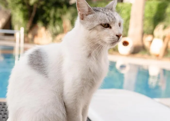 Mare Garden * אקיארלר